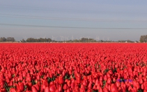 Đẹp ngỡ ngàng những cánh đồng tulip Hà Lan