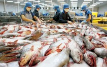 Mở rộng xuất khẩu cá tra sang Mexico, Ai Cập, Thái Lan