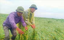 Mưa bất thường làm hư hại hơn 13.000 ha lúa