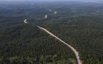 Nhu cầu dầu cọ tăng đặt rừng nhiệt đới trước nguy cơ sinh tồn