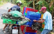 Giá ếch thịt tăng cao nhất trong 2 năm nay ở miền Tây, có bao nhiêu thương lái "bao tiêu" hết