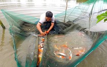 “Sắc xanh” phủ khắp làng nuôi cá cảnh Sài Gòn sau dịch Covid-19