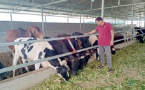 Tân Uyên: Chăn nuôi gia súc tập trung theo hướng hàng hoá