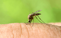 Khả năng lây lan bệnh sốt rét tại TP.HCM ở mức độ nào?