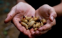 Lùng mua côn trùng sống trong cây cọ với giá nửa triệu đồng/kg