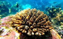 Cận cảnh rạn san hô rực rỡ hiếm gặp ở Việt Nam