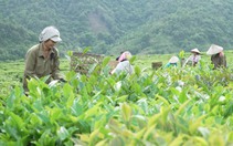 Lai Châu: Bàn giải pháp cho vùng nguyên liệu chè
