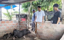 Nuôi lợn đen bản địa, nông dân nơi này của Gia Lai có nhà cho thu nhập cao