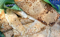 Mắm nhộng ong Cà Mau ngon nức tiếng 