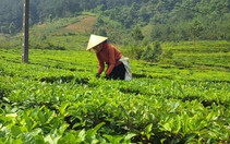 Lai Châu: Để nông nghiệp thu hút doanh nghiệp, nhà đầu tư