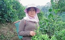 Lai Châu: Cây chè giúp người dân Phìn Hồ thoát nghèo
