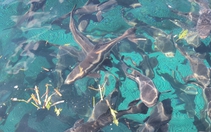 Quảng Ngãi: Giá cá bớp tăng cao đột biến, người nuôi cá Lý Sơn lãi “khủng”