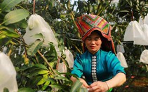 Đàm phán ký nghị định thư cho 8 loại trái cây Việt xuất khẩu sang Trung Quốc