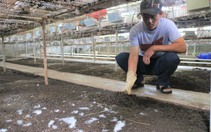 Dưới nuôi trùn quế trên nuôi thỏ, anh nông dân Quảng Nam vượt khó khăn, khá giả hẳn lên
