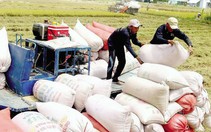 Lý do Việt Nam nhập hàng triệu tấn lúa từ Campuchia