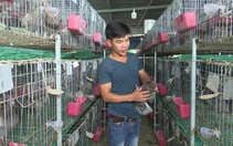 Phú Yên: Trai làng 8X có của ăn của để nhờ nuôi chim bồ câu Pháp đẻ sòn sòn