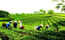 Lai Châu: Nhiều Nghị quyết, chính sách, đề án về phát triển sản xuất nông nghiệp