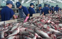 Giá cá tra tăng cao kỷ lục