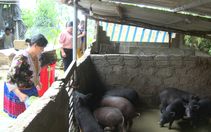 Vùng đất khó khăn, đồng bào dân tộc thiểu số nuôi lợn, chăn dê mà đẩy lùi nghèo đói