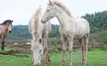 Bảo tồn nguồn gen ngựa bạch Lạng Sơn  