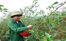Nông dân sản xuất giỏi huyện Hướng Hóa ở Quảng Trị phủ xanh, làm giàu trên vùng đất lửa Khe Sanh