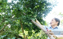 Quảng Nam: Trồng toàn cây ăn quả, lão nông xứ Tiên đút túi 100 triệu đồng/năm