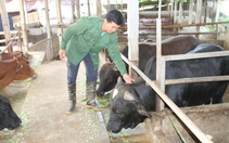 Về xã này của Thái Nguyên, hễ nhà nào nuôi thứ bò ví như "cỗ máy sản xuất thịt" thì đều khá giả lên