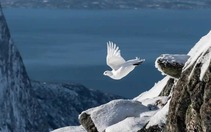 Bức ảnh gà gô bay trên núi tuyết giúp tác giả giành danh hiệu "nhiếp ảnh gia chụp chim của năm"