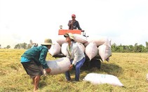 Ấn Độ hạn chế xuất khẩu gạo: Doanh nghiệp, nông dân Việt Nam tự tin sẽ trúng giá