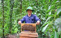Độc đáo mô hình nuôi ong mật, nuôi cá sặc rằn trong vườn tiêu của một cán bộ Hội Nông dân Kiên Giang