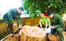 Lai Châu: Tạm giữ gần 15 mét khối gỗ, 1 xe ô tô ở Sìn Hồ