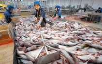 Thanh tra EC sẽ sang Việt Nam xem xét gỡ "thẻ vàng" hải sản