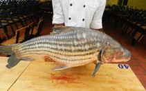 Cá sọc dưa - loài cá sống tới 50 năm mang hương vị Tây Nguyên