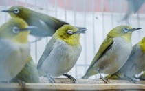 Đàn chim ủ rũ trong lồng chờ ngày phóng sinh trước 23 tháng Chạp