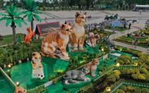 Cận cảnh linh vật 9 thành viên gia đình mèo đón Tết Quý Mão tại Bình Định