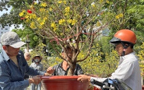 Diễn biến lạ chợ hoa Tết Sài Gòn: Tới hôm nay mà chưa đủ tiền chở hoa lên thành phố
