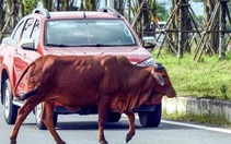 Những câu “thần chú” giúp lái xe an toàn 