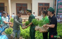 “Một triệu cây xanh” giúp người dân thoát nghèo
