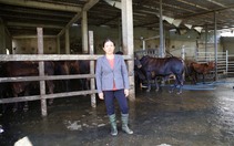 Bí quyết nuôi bò thành tỷ phú của nữ nông dân TP.HCM