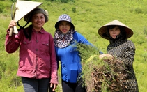 Hà Tĩnh: Nông dân bỏ vườn tạp, trồng loài cây mọc hoang trên núi xuất khẩu đi Trung Quốc kiếm bội tiền