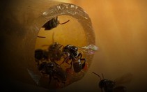 Mật ong dú quý hiếm của Việt Nam giá 2 triệu đồng/lít, muốn mua cũng khó