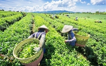 Chi 7 triệu USD để mua công ty Việt Nam, vì sao nhà sản xuất trà lớn nhất Ấn Độ phải tháo chạy