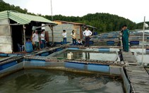 TP.HCM: Xây dựng chuỗi khai thác thủy sản gắn với làng nghề truyền thống ven biển
