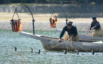 Đánh bắt cá bằng chim cốc, nghệ thuật ra khơi có một không hai của người Nhật Bản