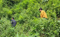 Rừng Lai Châu thêm xanh nhờ chính sách hợp lòng dân