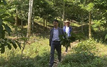 Lai Châu: Phát huy vai trò các tổ chuyên trách bảo vệ rừng