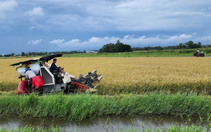 Nông dân kỳ vọng lớn vào mô hình canh tác theo chuỗi giá trị lúa gạo