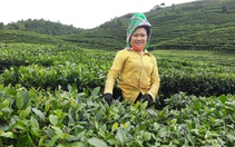 Lai Châu: Ứng dụng tiến bộ khoa học kĩ thuật vào sản xuất, nông dân Tân Uyên khá giả hẳn lên