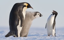Chim cánh cụt gây rối, thỏ chạm môi nhau là những bức ảnh động vật hoang dã đẹp nhất năm 2023