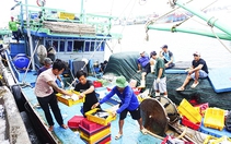 Bạn tàu bỏ biển, Khánh Hòa thiếu lao động đánh bắt hải sản